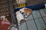 IMG 0967